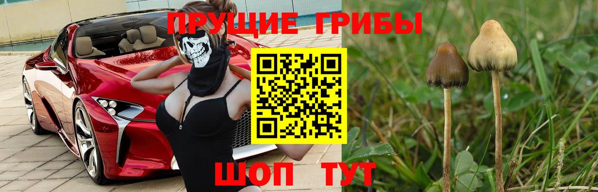 Галлюциногенные грибы Psilocybine cubensis Курчатов